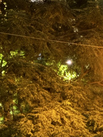 Potatura alberi
