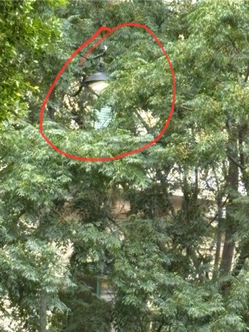 Potatura Alberi