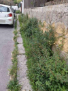 Allegato 21067