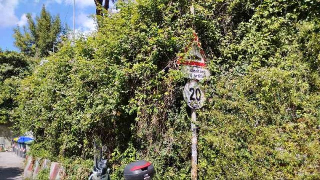 vegetazione muro a secco