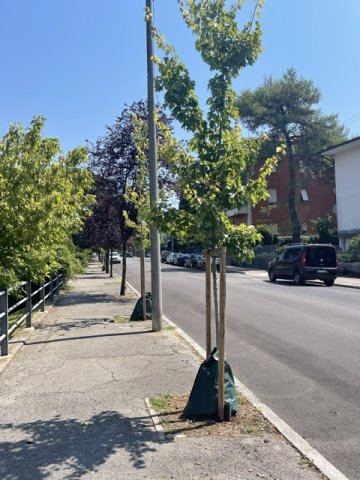 alberi da irrigare