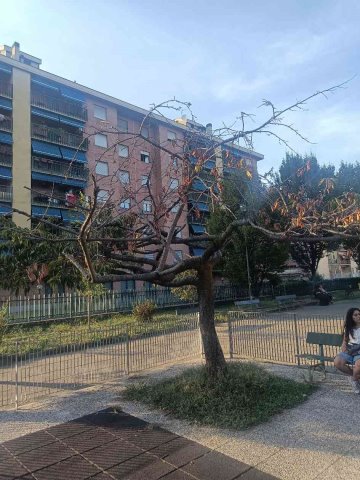 albero parzialmente secco